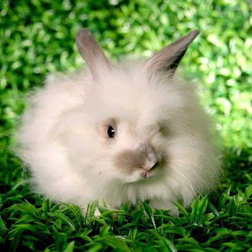angora white rabbit