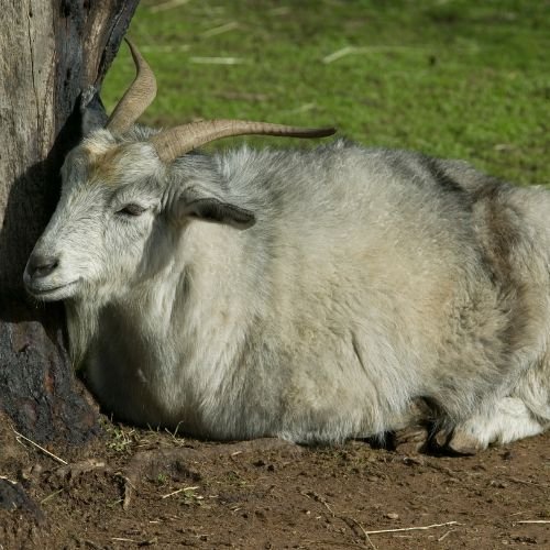 cashmere goat lying on the ground