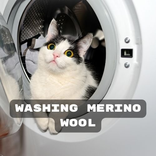 cute cat sitting in the washing machine