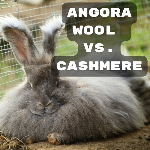 Angora Wool vs. Cashmere: A Luxurious Battle of Softness