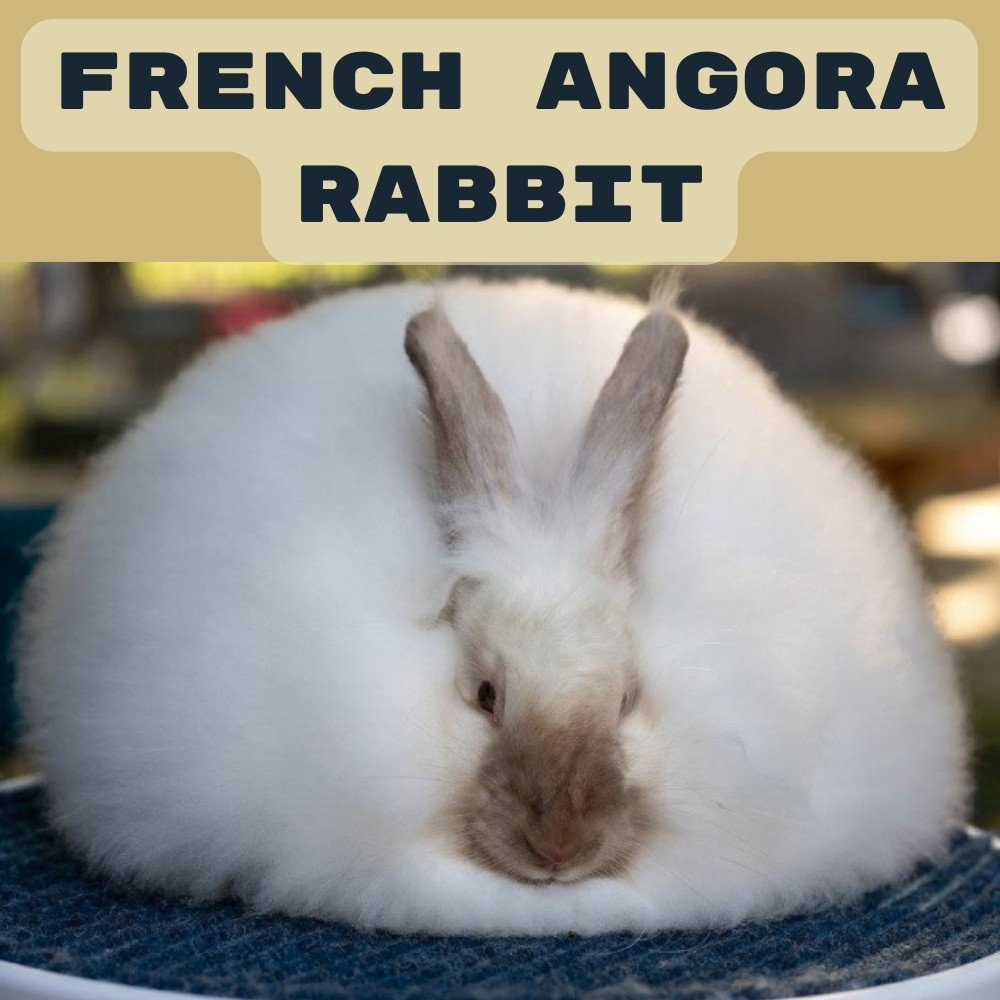 white cute french angora rabbit