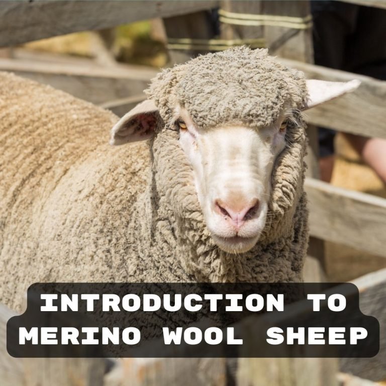 introduction blog about merino wool sheep