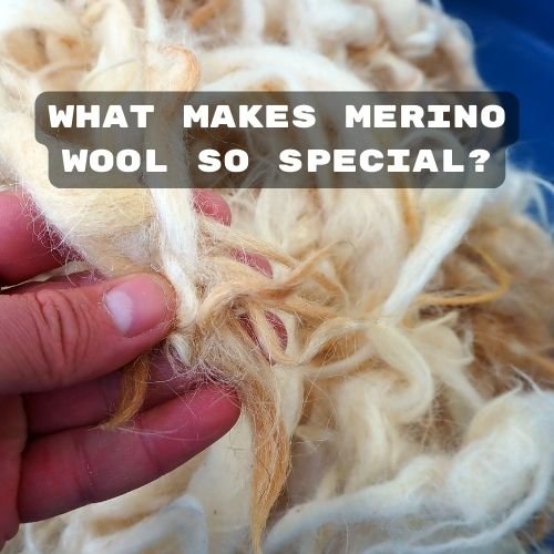 What Makes Merino Wool So Special?