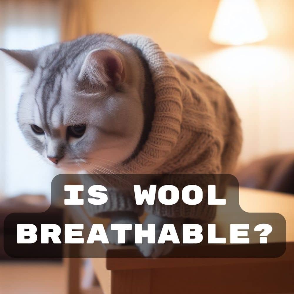 A cat wearing a sweater on a table. The sweater has the text "IS WOOL BREATHABLE?" on it.